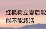 红枫树立夏后能栽活吗 红枫树立夏后能不能栽活