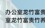 办公室龙竹富贵竹养几支最旺运 办公室龙竹富贵竹养多少支最旺运