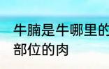 牛腩是牛哪里的肉 牛腩是牛身上哪个部位的肉