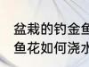 盆栽的钓金鱼花怎么浇水 盆栽的钓金鱼花如何浇水