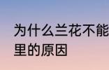 为什么兰花不能养家里 兰花不能养家里的原因