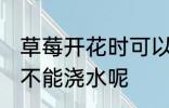 草莓开花时可以浇水吗 草莓开花时能不能浇水呢