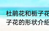 杜鹃花和栀子花长什么样 杜鹃花和栀子花的形状介绍