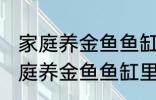 家庭养金鱼鱼缸里放什么水草好呢 家庭养金鱼鱼缸里放哪种水草好呢