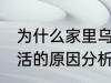 为什么家里乌龟养不活 家里乌龟养不活的原因分析