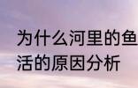 为什么河里的鱼养不活 河里的鱼养不活的原因分析