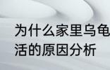 为什么家里乌龟养不活 家里乌龟养不活的原因分析