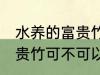 水养的富贵竹可以改土养吗 水养的富贵竹可不可以改土养